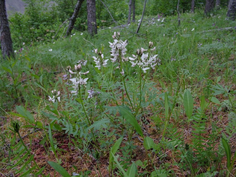 Astragalus tugarinovii photo 4