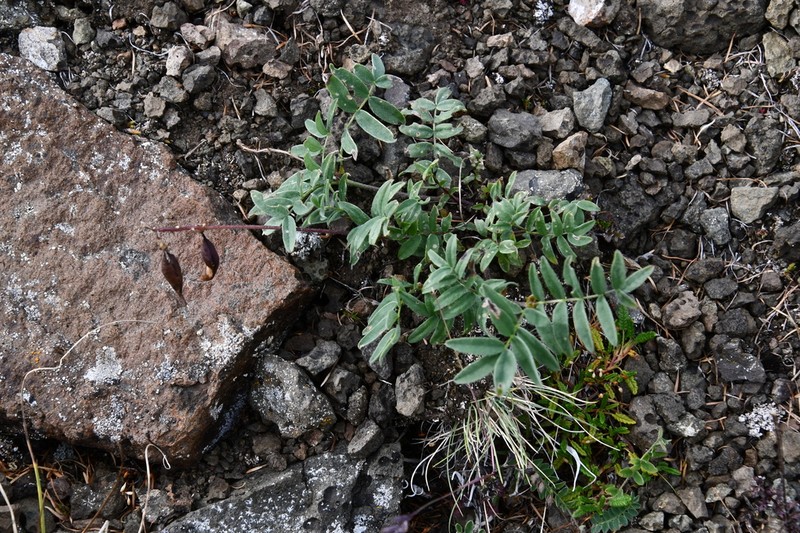 Astragalus tugarinovii photo 5