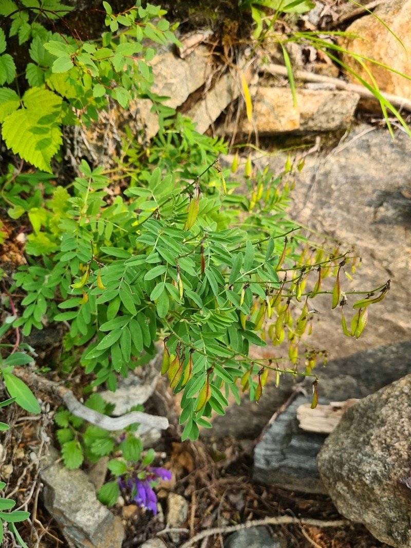 Astragalus tugarinovii photo 6