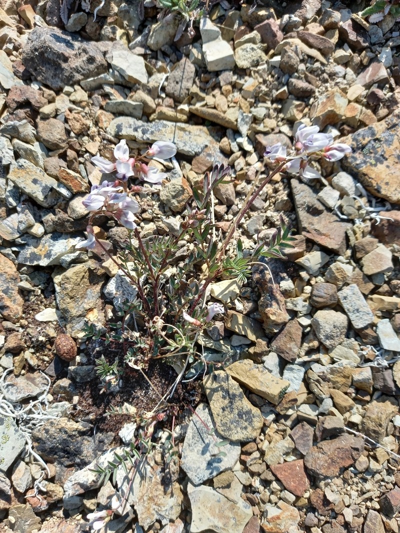 Astragalus tugarinovii photo 7