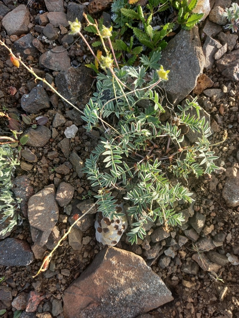 Astragalus tugarinovii photo 8