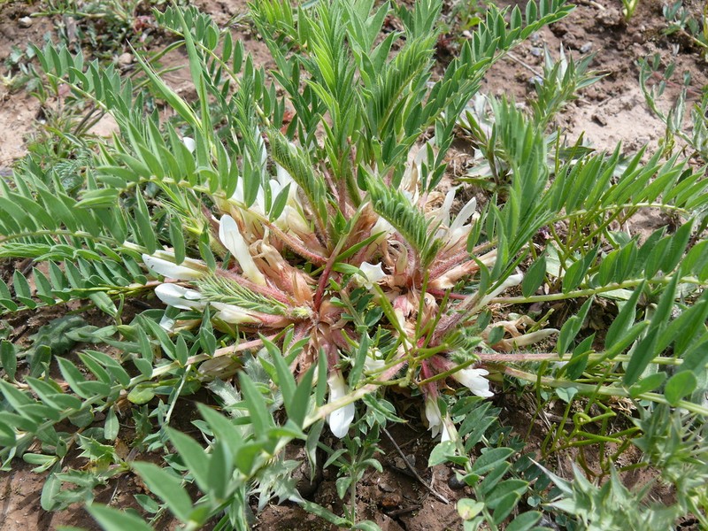 Astragalus tuna-ekimii photo 2