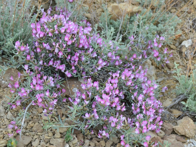Astragalus turcomanicus