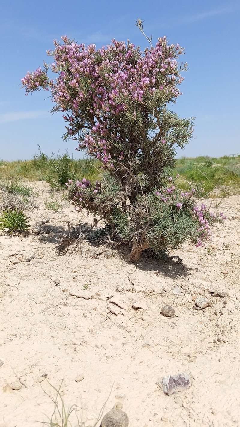 Astragalus turcomanicus photo 2