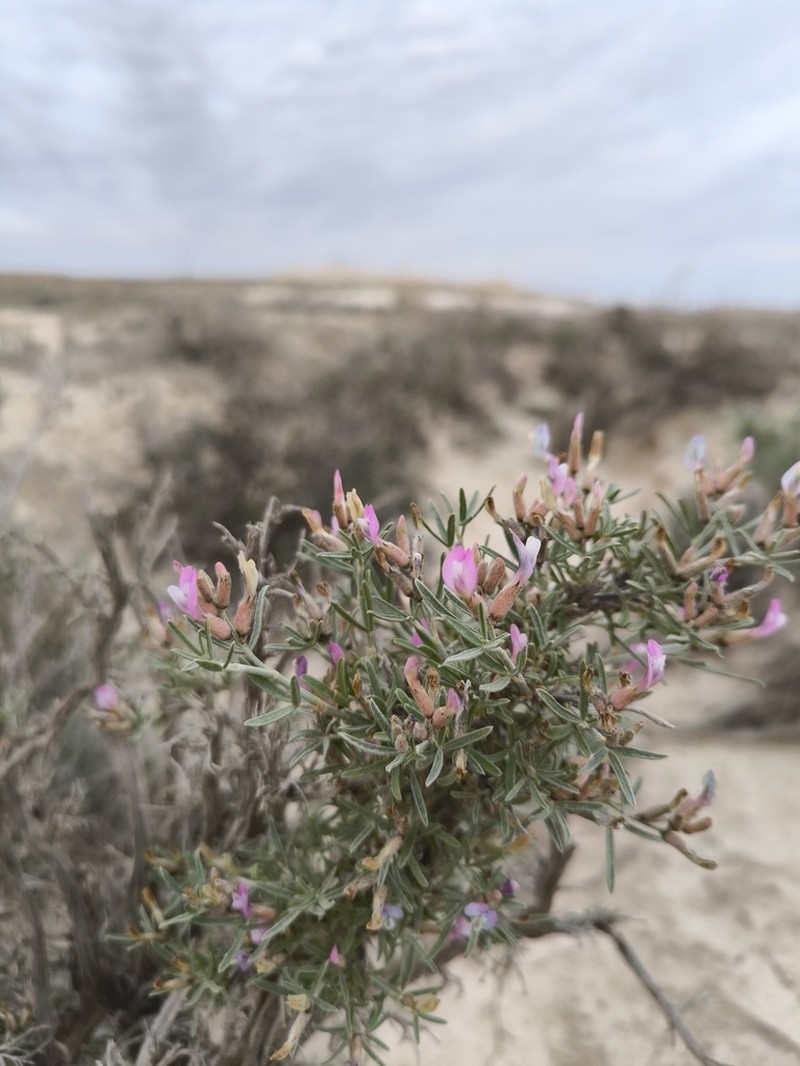 Astragalus turcomanicus photo 3