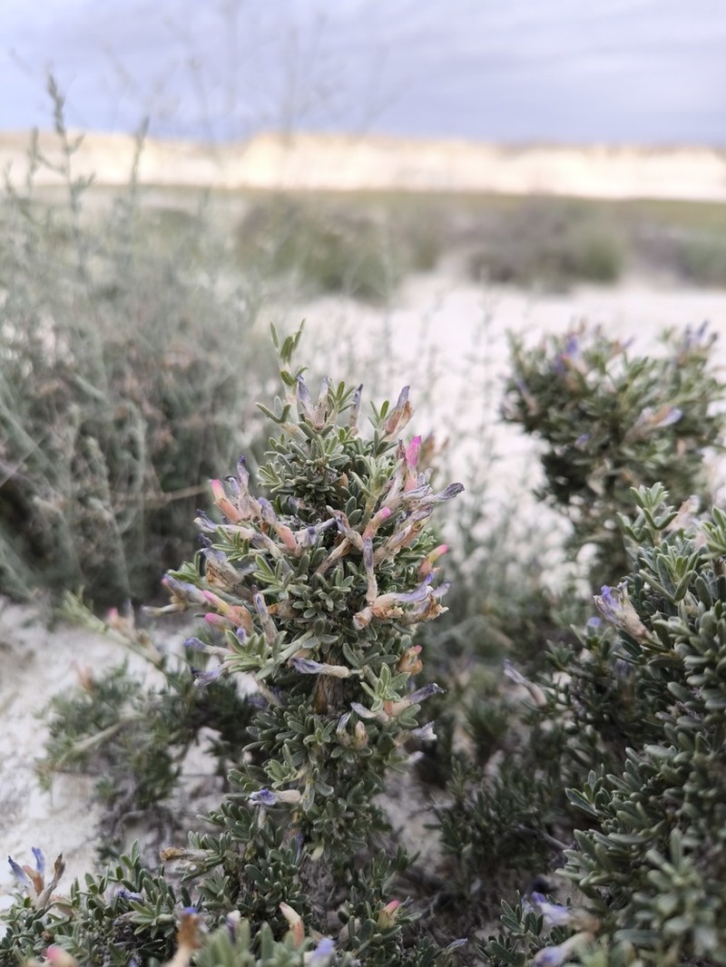 Astragalus turcomanicus photo 4