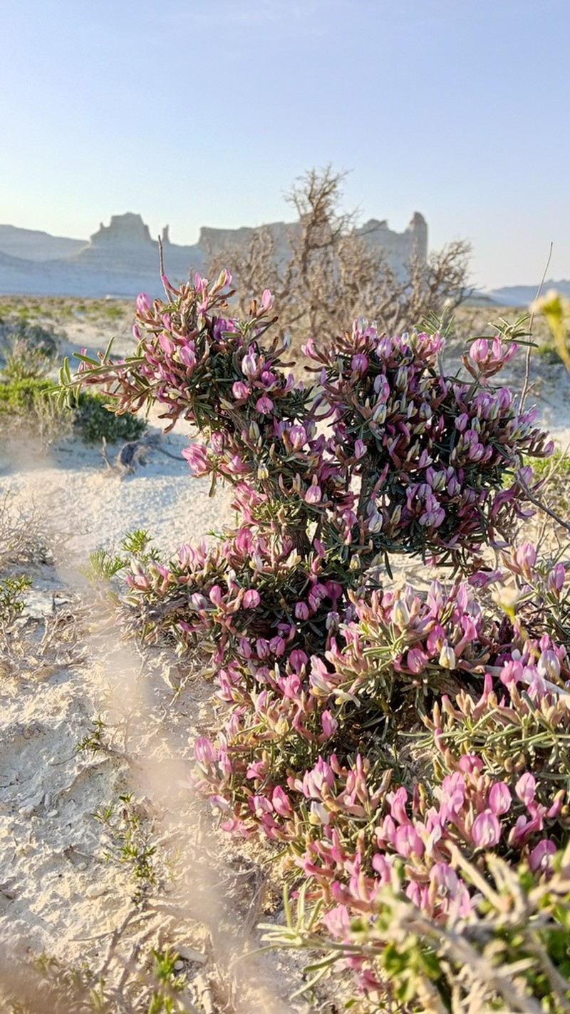Astragalus turcomanicus photo 5
