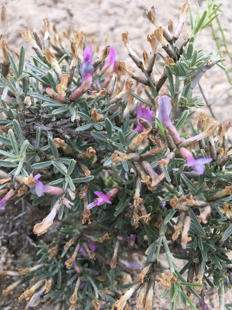 Astragalus turcomanicus photo 6
