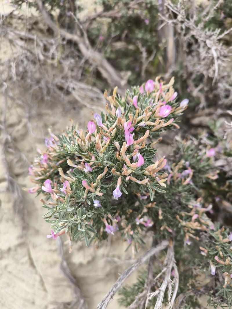 Astragalus turcomanicus photo 7