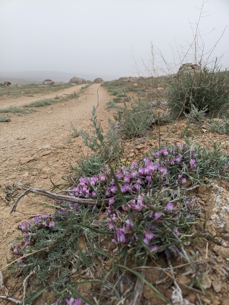 Astragalus turcomanicus photo 8
