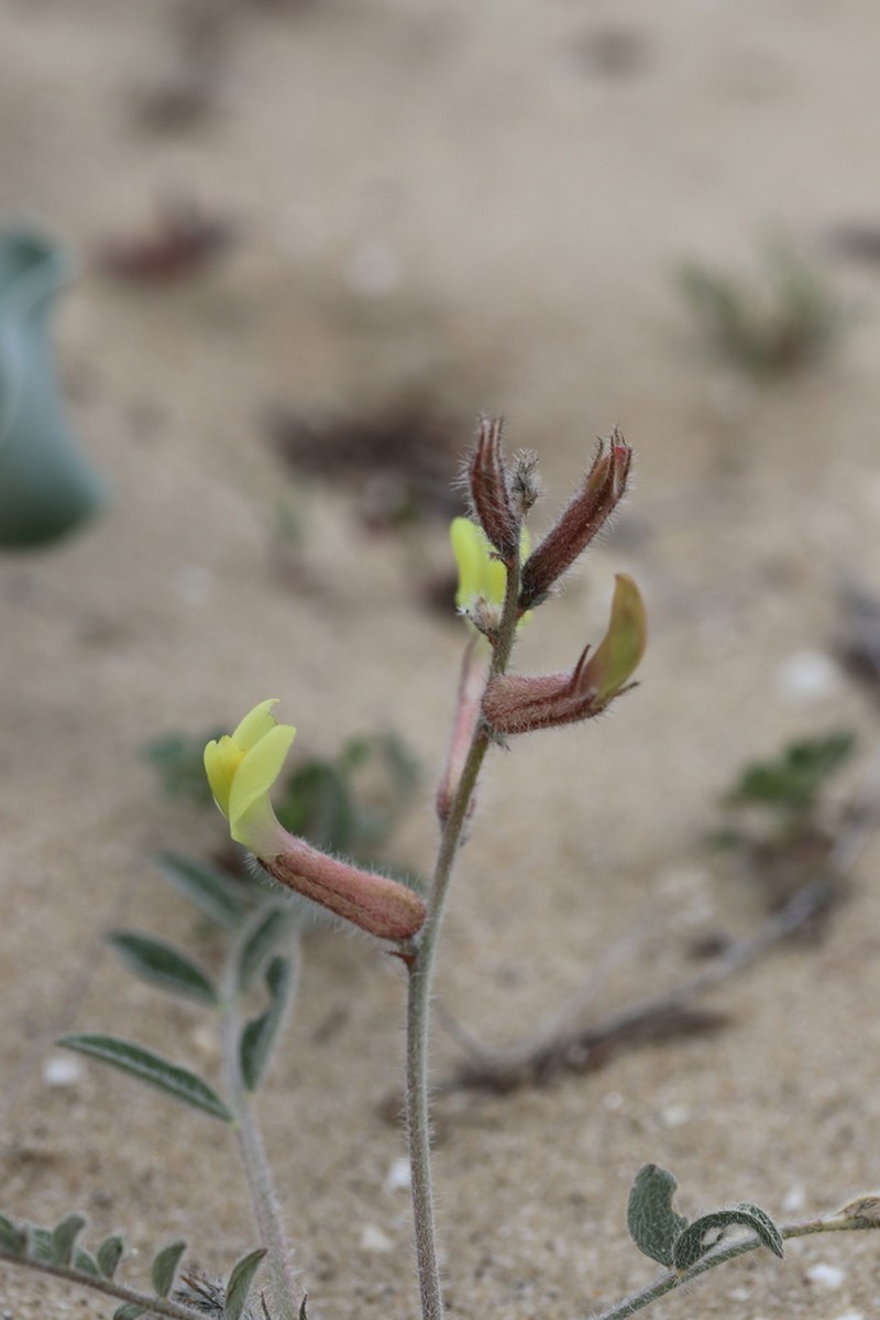 Astragalus turczaninowii