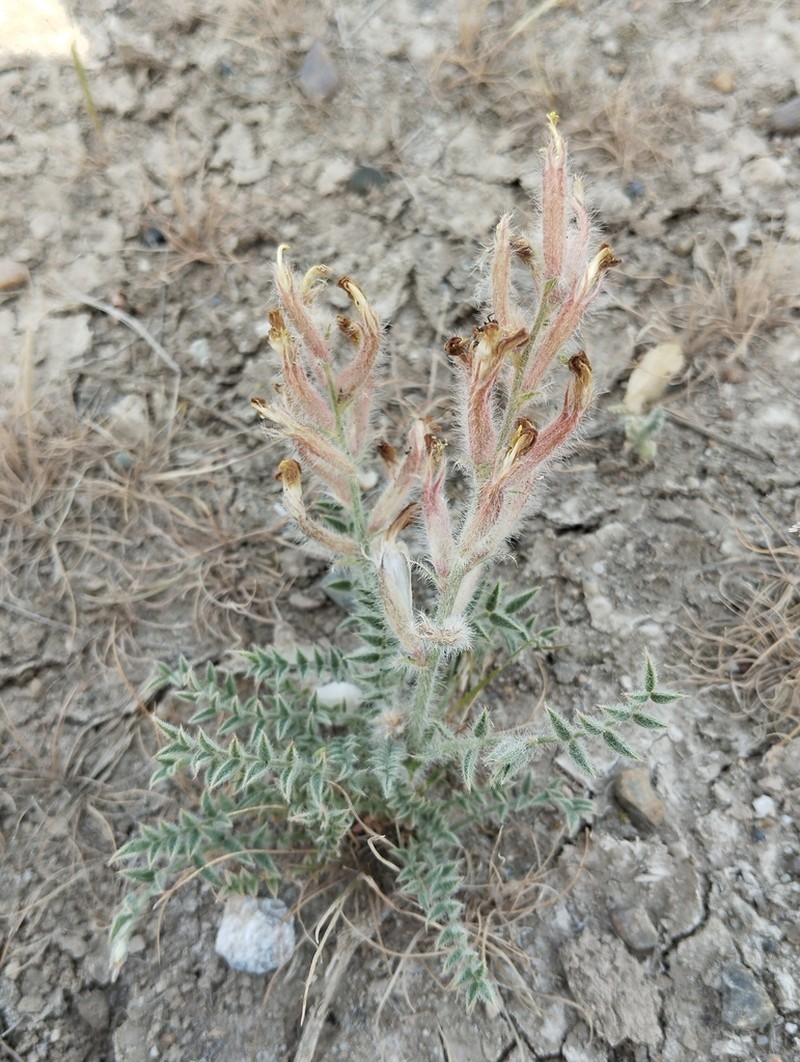 Astragalus turczaninowii photo 2
