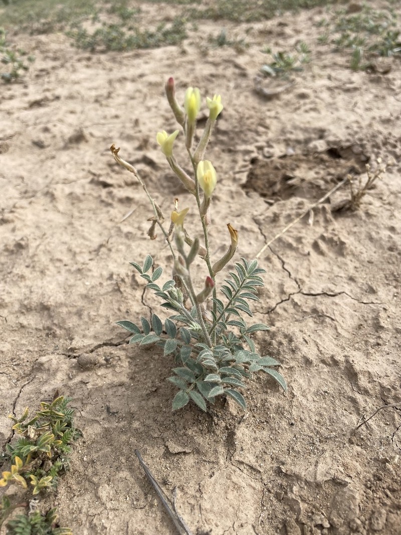 Astragalus turczaninowii photo 3