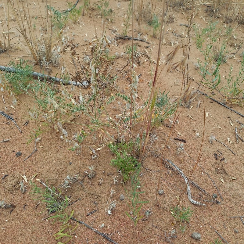 Astragalus turczaninowii photo 4