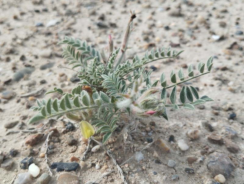 Astragalus turczaninowii photo 5