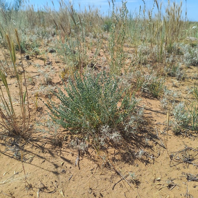 Astragalus turczaninowii photo 6