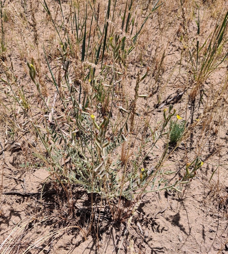 Astragalus turczaninowii photo 7