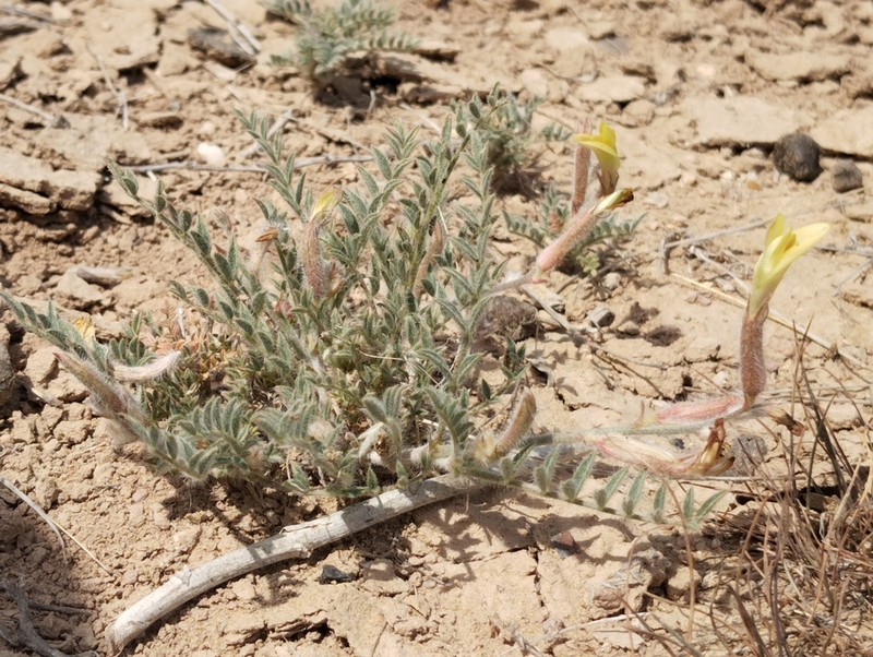 Astragalus turczaninowii photo 8