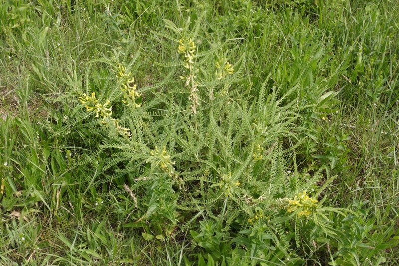 Astragalus turkestanus