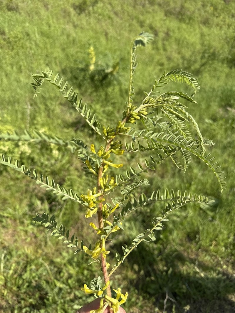 Astragalus turkestanus photo 4