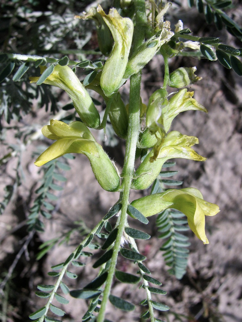 Astragalus turkestanus photo 5
