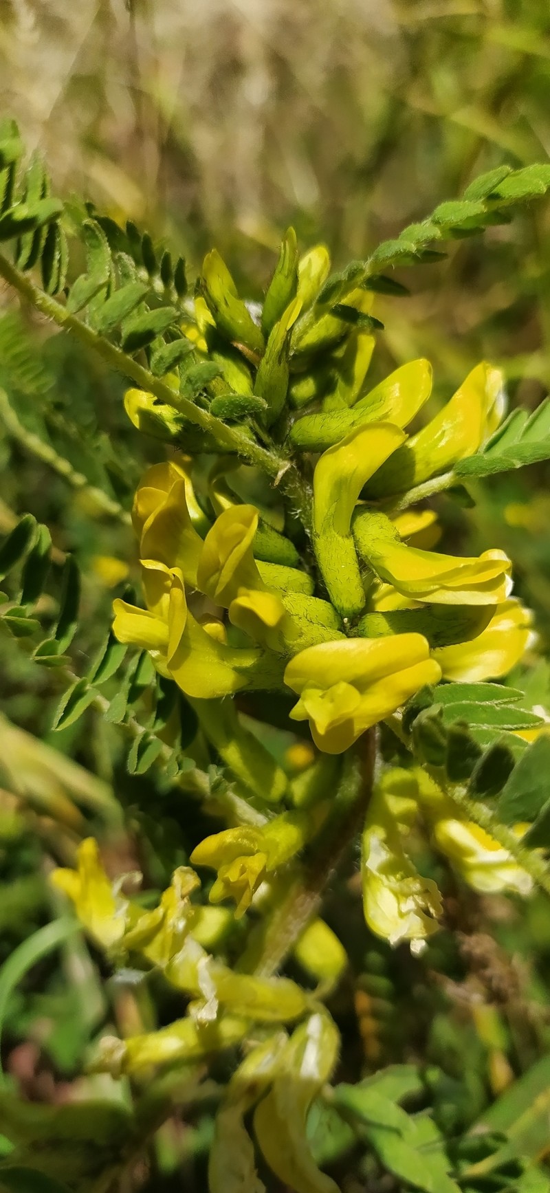 Astragalus turkestanus photo 6