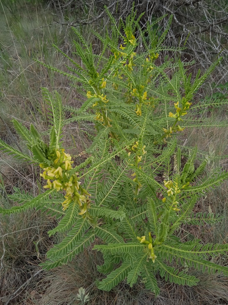 Astragalus turkestanus photo 7