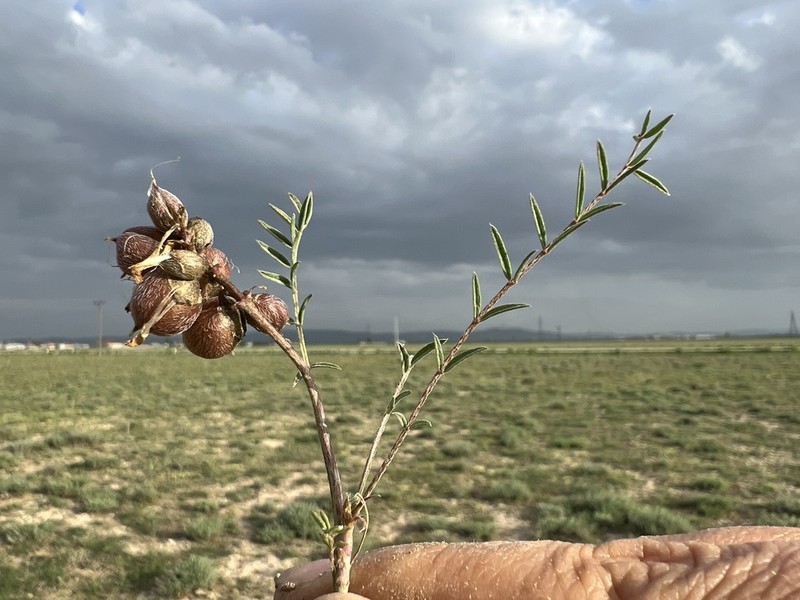 Astragalus turkmenensis