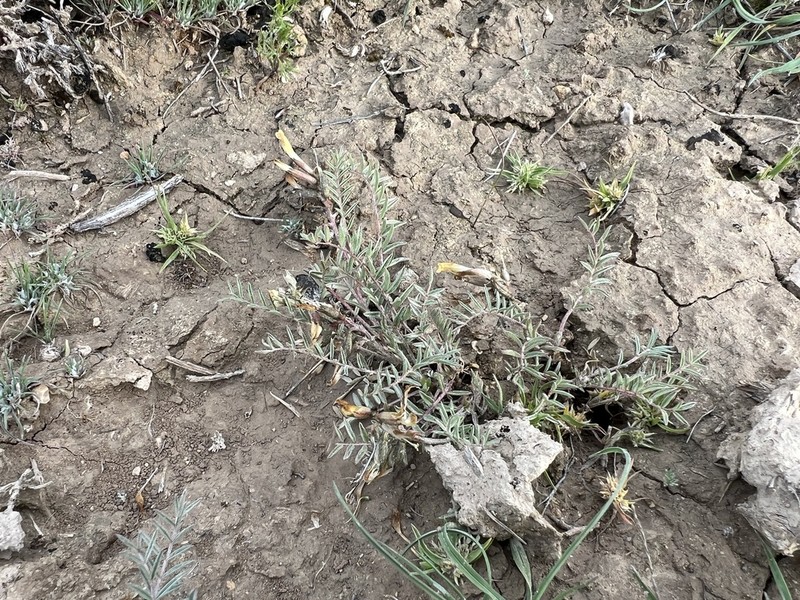 Astragalus turkmenensis photo 2