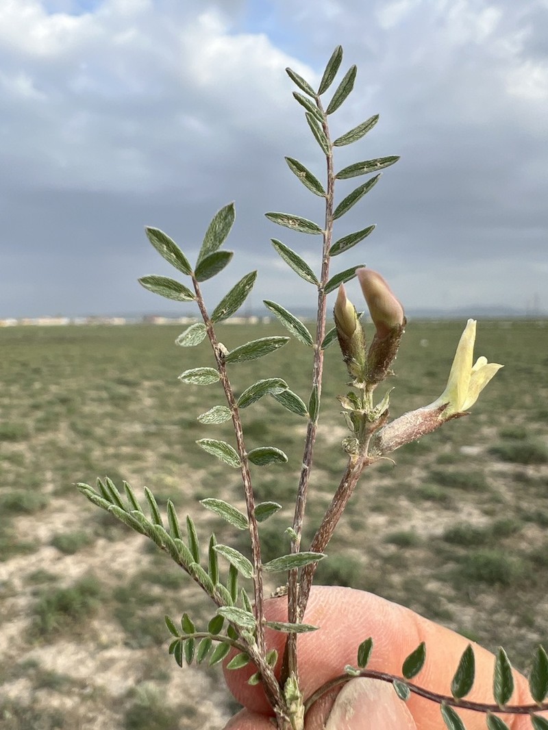 Astragalus turkmenensis photo 3