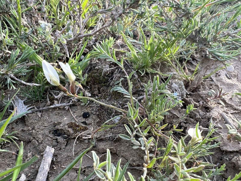 Astragalus turkmenensis photo 4