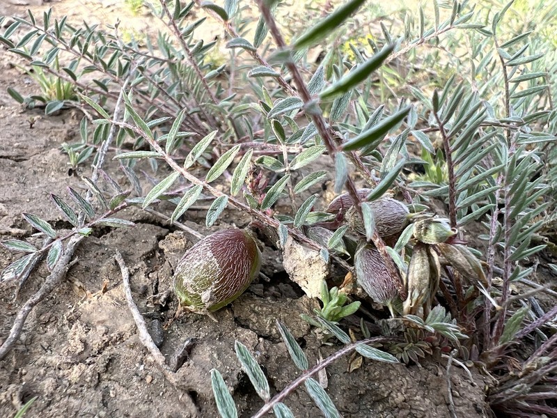 Astragalus turkmenensis photo 5