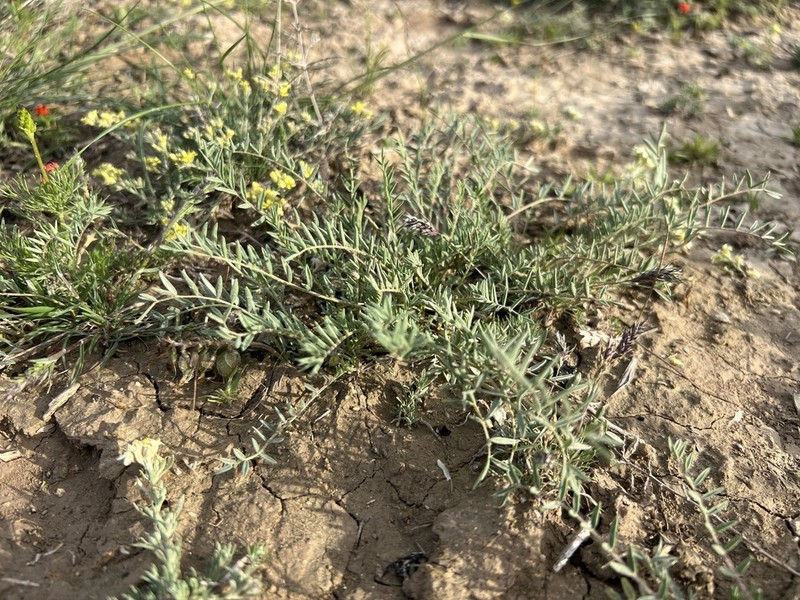 Astragalus turkmenensis photo 6