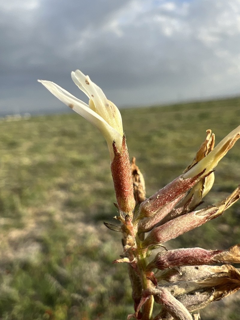 Astragalus turkmenensis photo 7