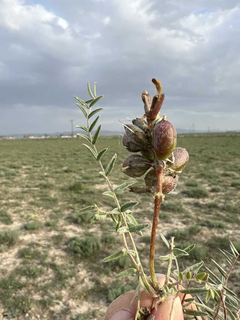 Astragalus turkmenensis photo 8