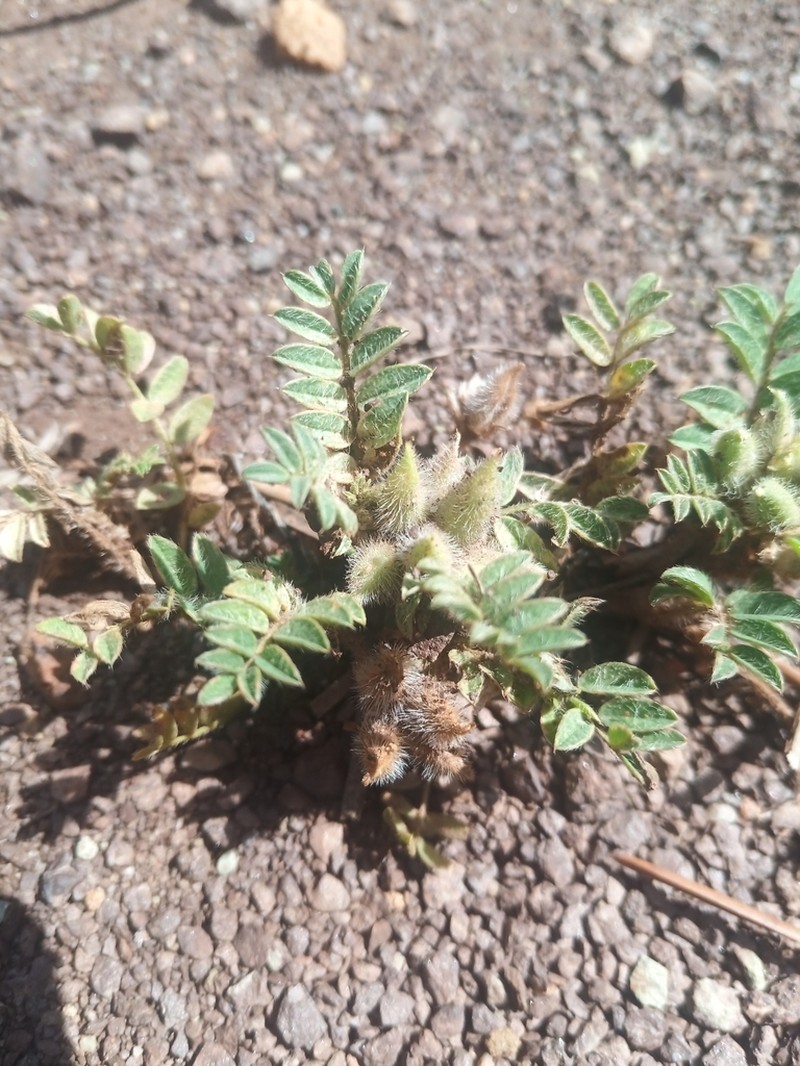 Astragalus turolensis