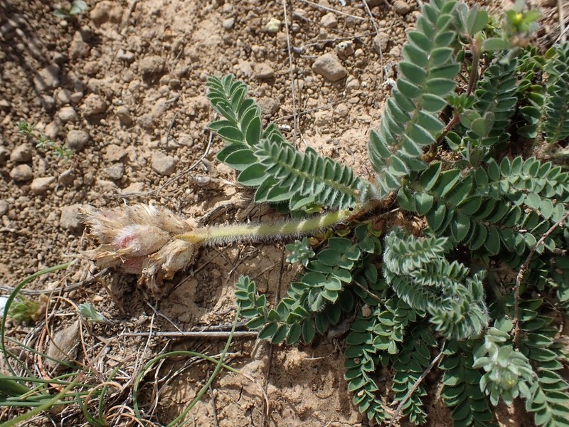 Astragalus turolensis photo 2