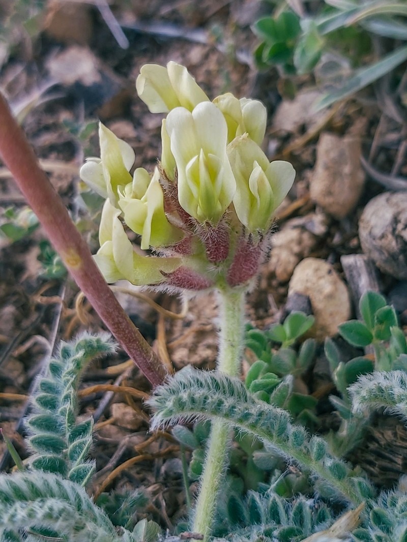 Astragalus turolensis photo 3