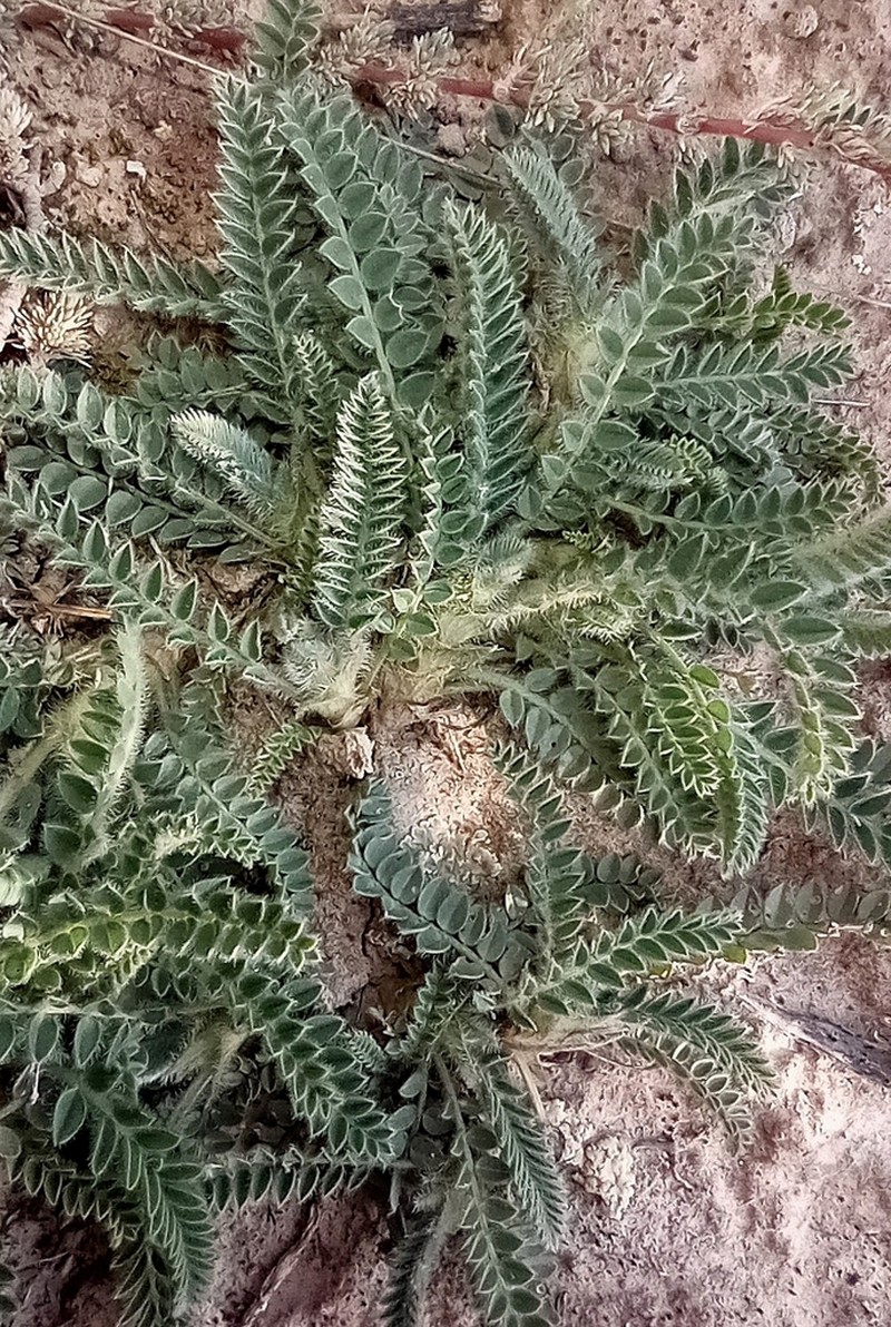 Astragalus turolensis photo 4