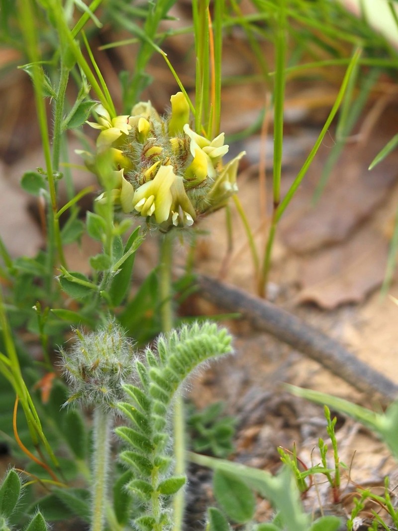 Astragalus turolensis photo 5