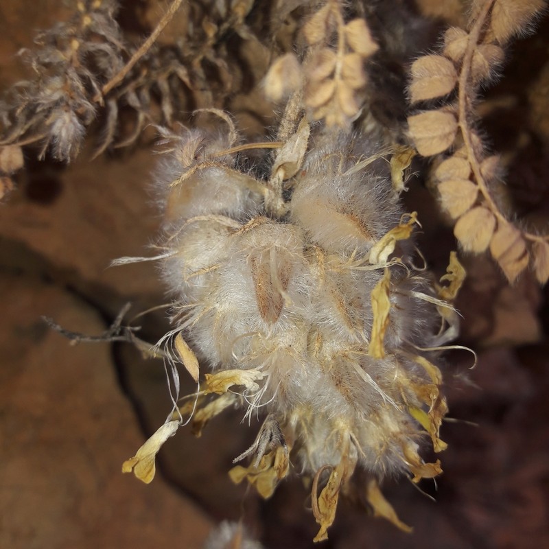 Astragalus turolensis photo 6