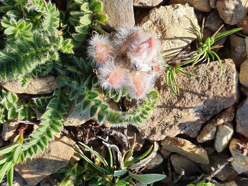 Astragalus turolensis photo 7
