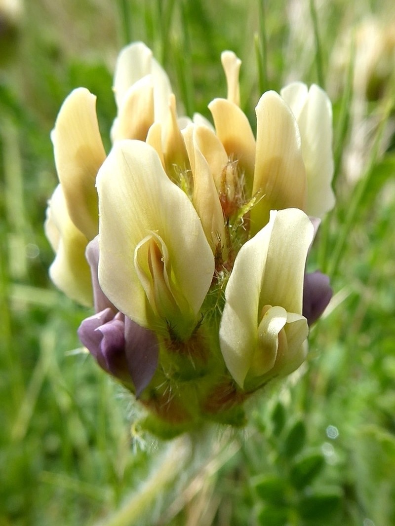 Astragalus turolensis photo 8