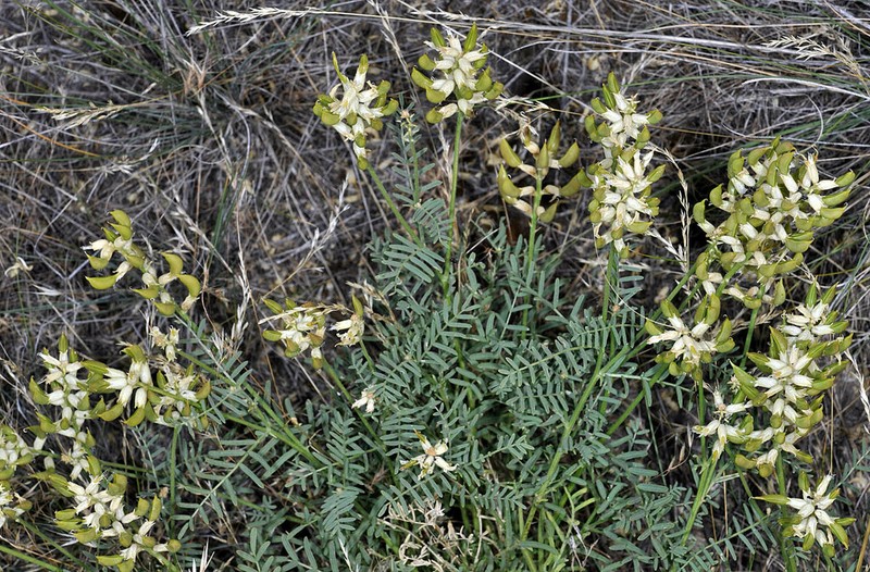 Tweedy's Milkvetch