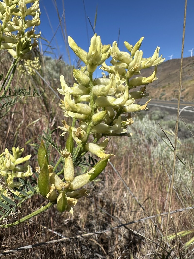 Tweedy's Milkvetch photo 2