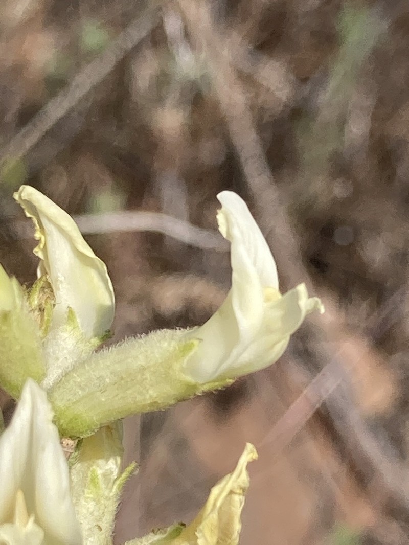 Tweedy's Milkvetch photo 3