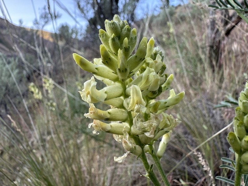 Tweedy's Milkvetch photo 4