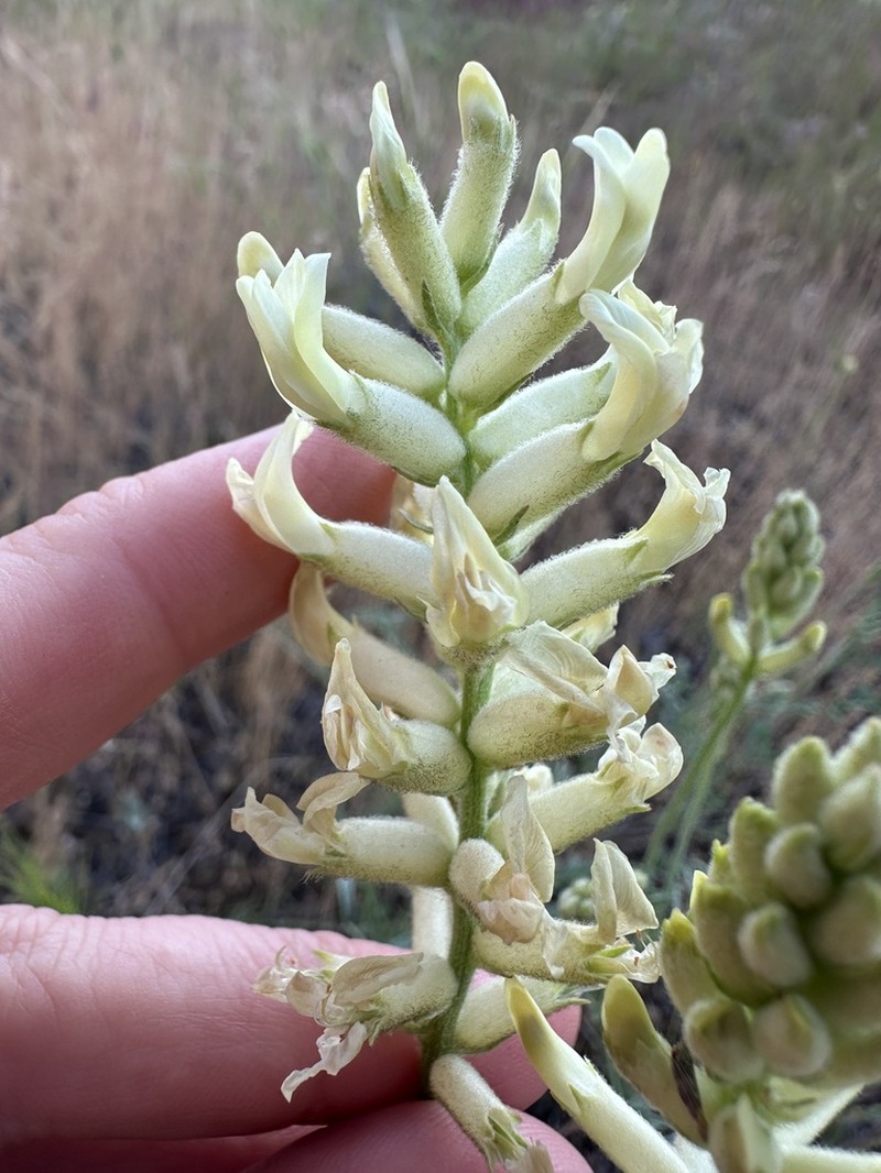 Tweedy's Milkvetch photo 5