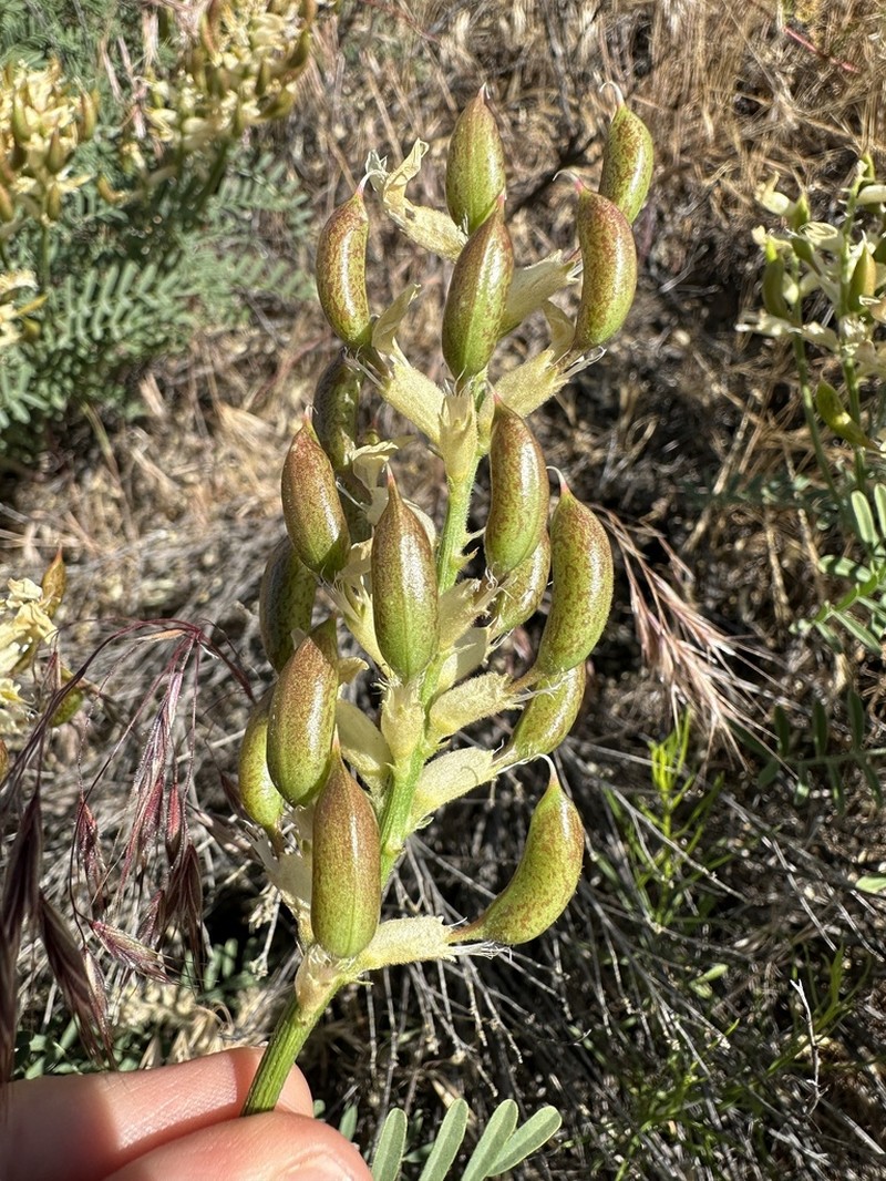 Tweedy's Milkvetch photo 6