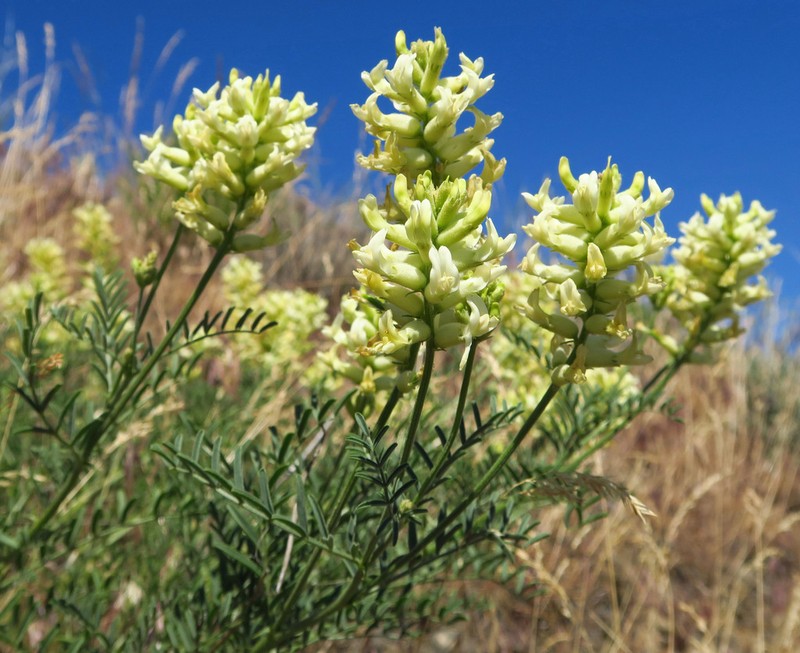 Tweedy's Milkvetch photo 7